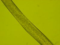 Poliészterszál mikroszkópi képe