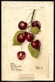 Cherries (variety Lambert) - watercolor 1894