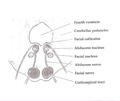 Axial section of the brainstem (pons) at the level of the facial colliculus