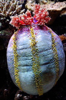 Pseudocolochirus axiologus.jpg