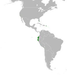 Ecuadoraratinga