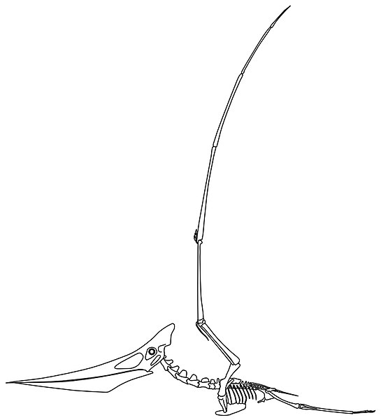 File:Pteranodon skeletal.jpg