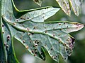 Miniatura para Puccinia apii