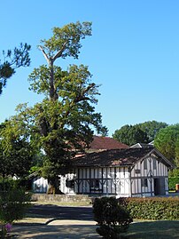 Ranquines (maison natale de Vincent de Paul) et rejeton planté en 1868 du chêne lou bielh cassou