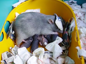 Rat nursing