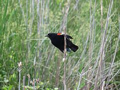 Red-winged blackbird in 2016