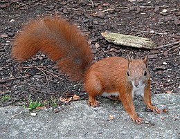 Európai mókus (Sciurus vulgaris)