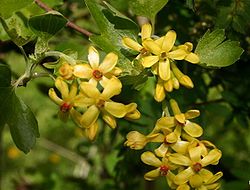 Guld-Ribs (Ribes aureum).