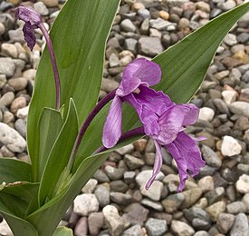 Роскея альпийская (Roscoea alpina)