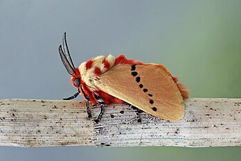 Mariposa-arminho-rosado (Trosia nigropunctigera), reserva da floresta nublada do monte Totumas, distrito das Terras Altas, Panamá. É um lepidóptero da família Megalopygidae nativo da região neotropical. Essas mariposas estão distribuídas pela Costa Rica, Panamá, Colômbia, Venezuela, Guiana, Equador e Peru. (definição 3 491 × 2 328)