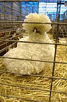 Poule padoue naine frisée blanche.