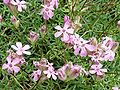 Saponaria caespitosa.