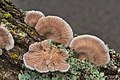 Schizophyllum commune