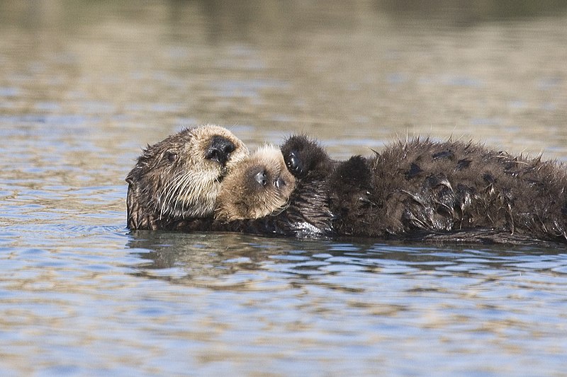 800px-Sea-otter-bay_11.jpg