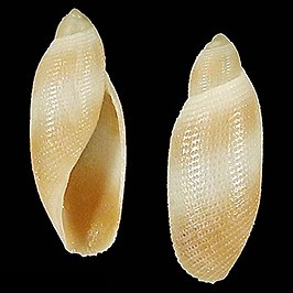 Rictaxiella debelius