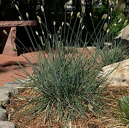 Lápi nyúlfarkfű (Sesleria caerulea)