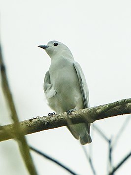 Sneeuwcotinga