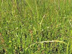 生育環境。塩性湿地に生育するヒメキンポウゲ、ウミミドリ、シバナなどと混生している。