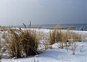 Strandhafer im Schnee