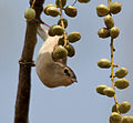 on Lannea coromandelica in Shamirpet, Rangareddy district, Andhra Pradesh, India.