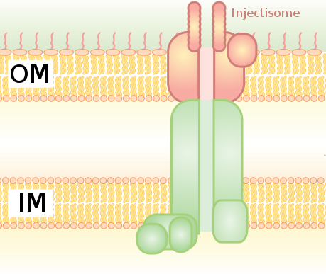 Sistema de secreció tipus III