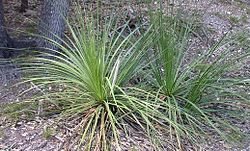 Texan Sotol (Dasylirion texanum).jpg