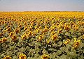Image 8Sunflowers in Traill County, North Dakota (from North Dakota)