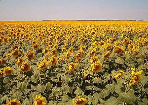 English: Sunflowers in Traill County, North Da...