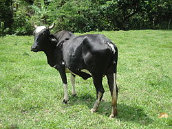 Vaca2.JPG