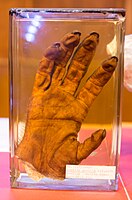 Hand of a Western gorilla