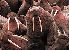 Photo of several walruses, with prominently displayed white pairs of tusks
