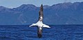 Wandering Albatross (van Poppel).jpg