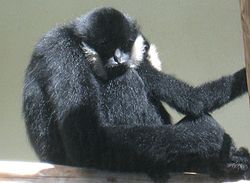 Male black-cheeked Gibbon an endangered species