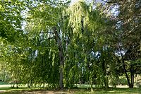 Rotbuche, Hängebuche (Fagus silvatica pendula)