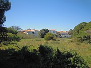 The pine woodland with and flower meadow at Pedra dos Bicos on the cliff tops above Praia da Oura.