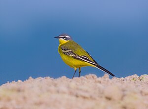 Güülbük (Motacilla f. flava) LC - least concern (ei trüüwet)