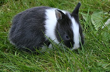 Young Netherland Dwarf rabbit