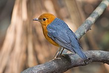 Zoothera citrina - Khao Yai.jpg