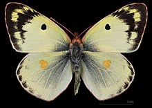 Colias hyale