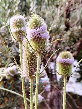 Δίψακος ο δασικός (Dipsacus fullonum), Νταμούχαρη Πηλίου, Μαγνησία