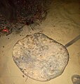 خبز الملّة الصحراوي يطهى تحت الجمر والتراب