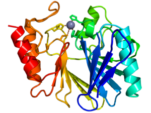 Metallo-beta-lactamase protein fold