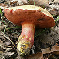 2007-06-24 Chalciporus rubinus crop.jpg