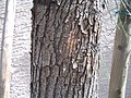 Acacia-stenophylla-bark.jpg