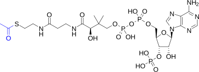 The chemical structure of acetyl-CoA, with the acetyl group highlighted in blue Acetyl-CoA-2D colored.svg