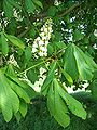 O castiñeiro das bruxas (Aesculus hippocastanum) é unha especie completamente distinta do castiñeiro común.