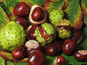 The fruit of the Horse chestnut tree. They are...