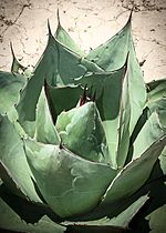 Miniatura para Agave parrasana