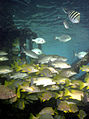 Fish beneath the Alligator Reef Light in 2006