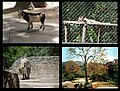 Ambientes y fauna de Zoológico de Caricuao Caracas – Venezuela.